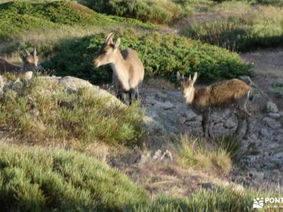 Maliciosa - Luna llena-Nocturna; campamentos de verano trekking senderismo deporte en madrid turismo